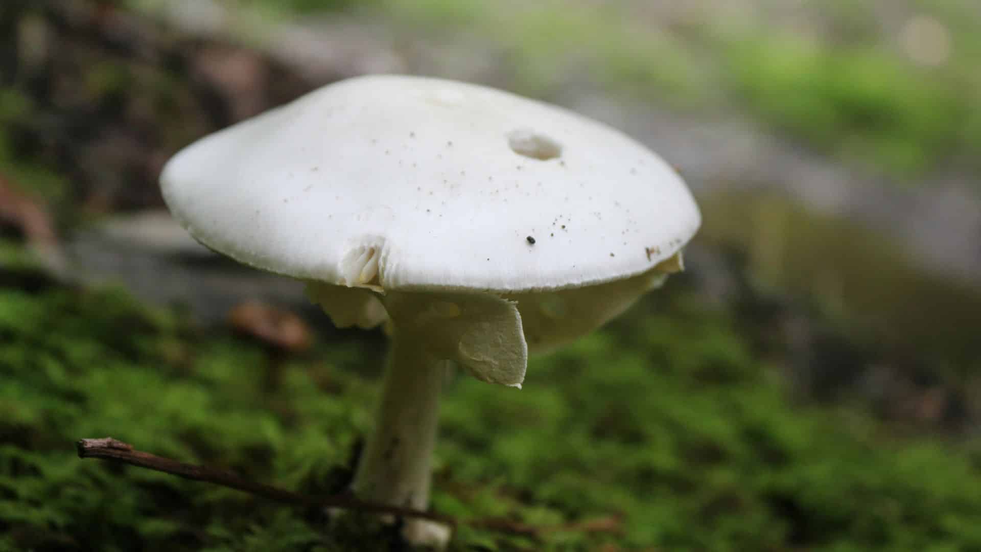 Close-up view of a pale mushroom growing on moss-covered ground