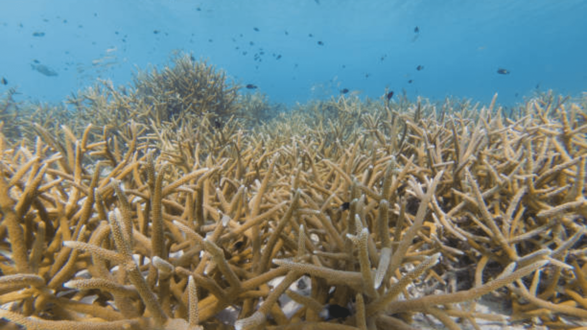 A large patch of healthy staghorn coral underwater with small fish swimming above.