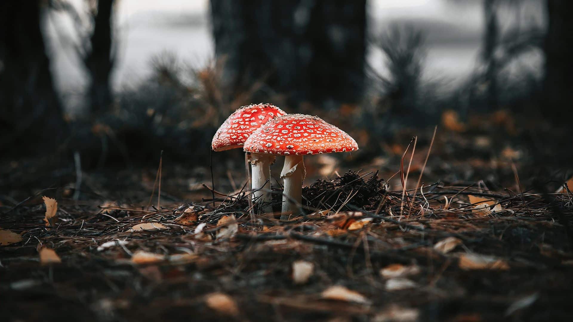 Toadstool mushroom growing in a forest with natural ground cover
