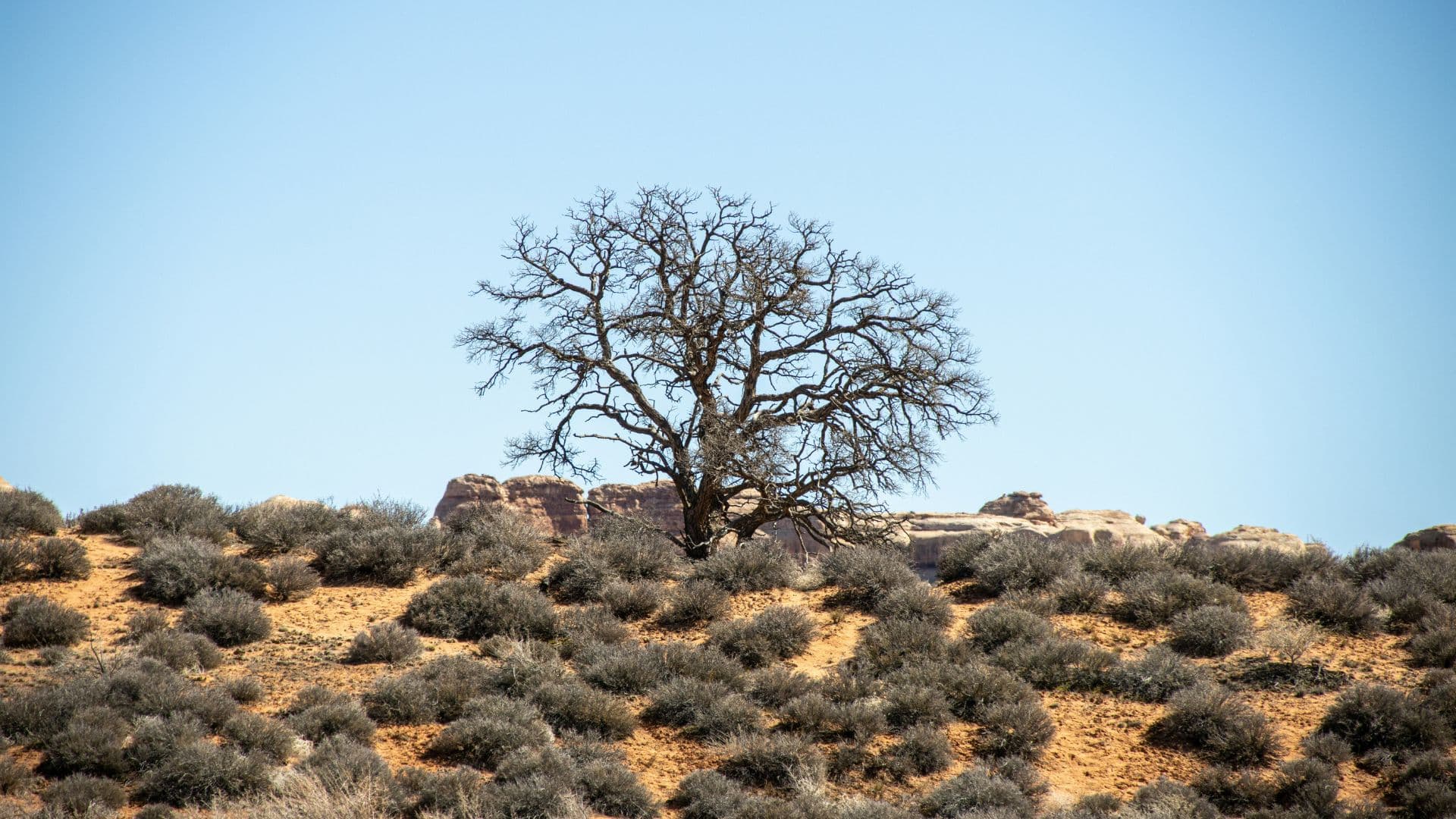 Single tree growing from dry sand under a clear sky
