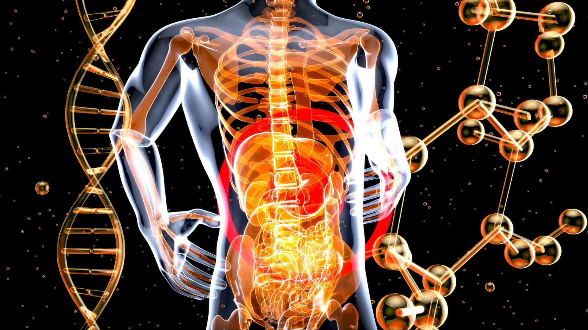 3D medical illustration showing the human body and internal structures