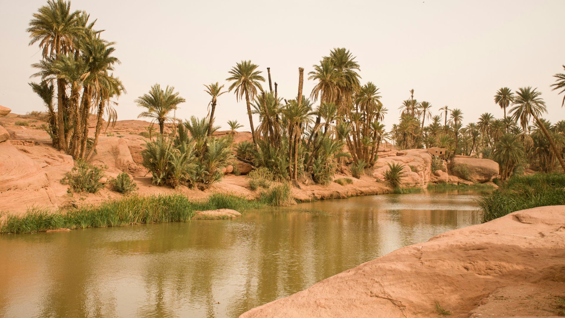 Calm water bordered by rows of palm trees