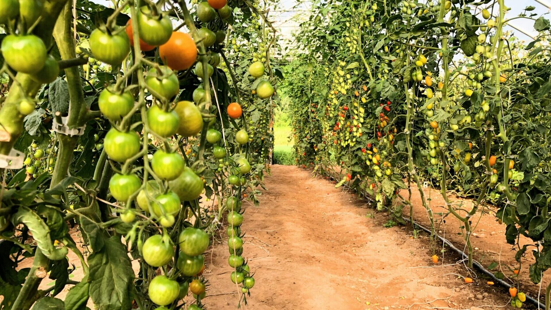 Rows of healthy tomato plants growing inside a greenhouse, supported by strings and surrounded by lush green foliage under natural light.