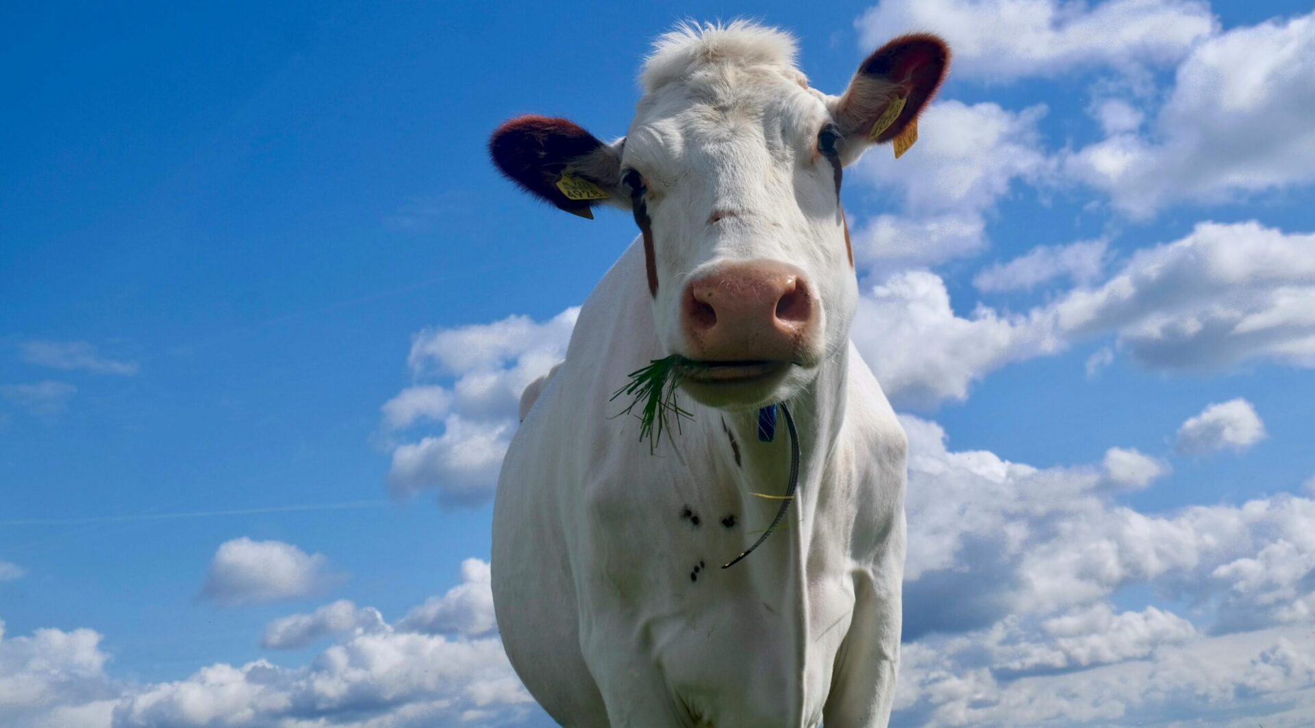 White cow standing in a field under a clear blue sky.