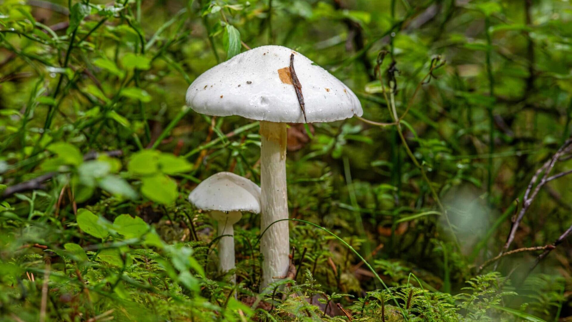 White wild mushroom growing on the forest floor surrounded by green foliage and natural undergrowth.