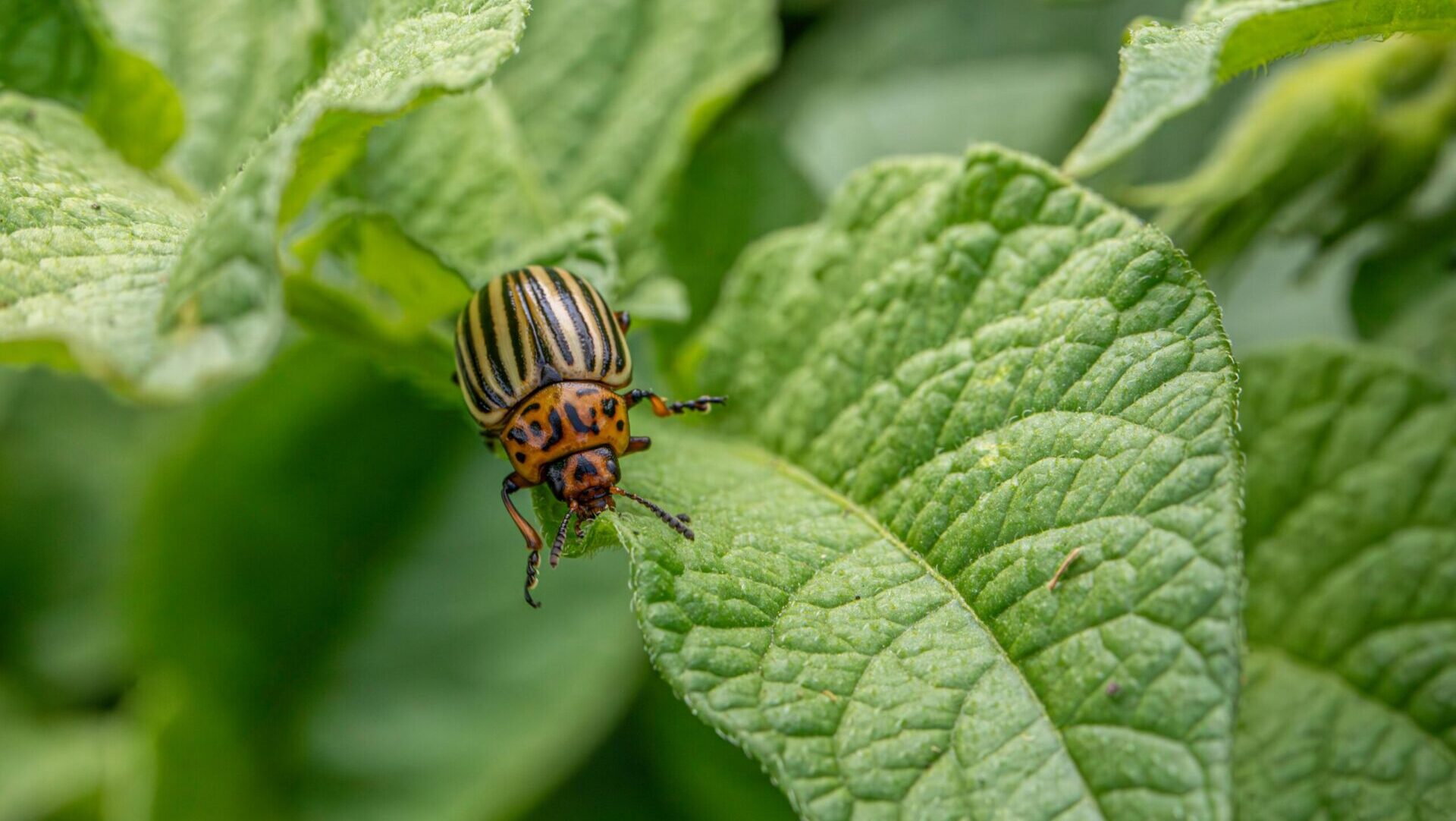 Close-up of a Colorado potato beetle resting on a green potato leaf, showing its yellow and black striped shell in sharp detail.