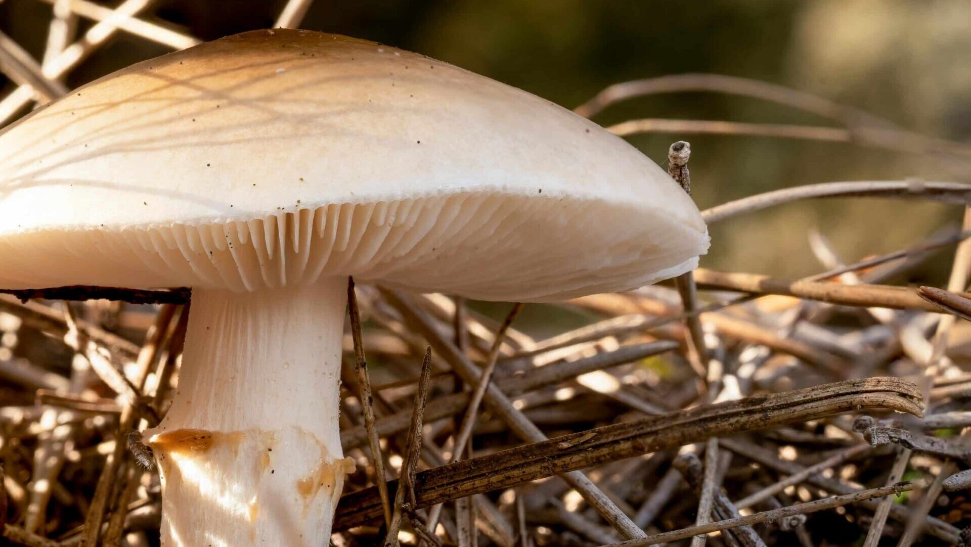 Wild mushroom standing in a shaded forest setting, with earthy tones and leaf-covered ground.