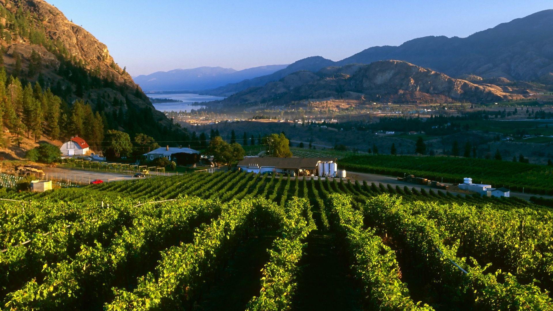 Sunrise view over a large vineyard and winery estate in Napa Valley