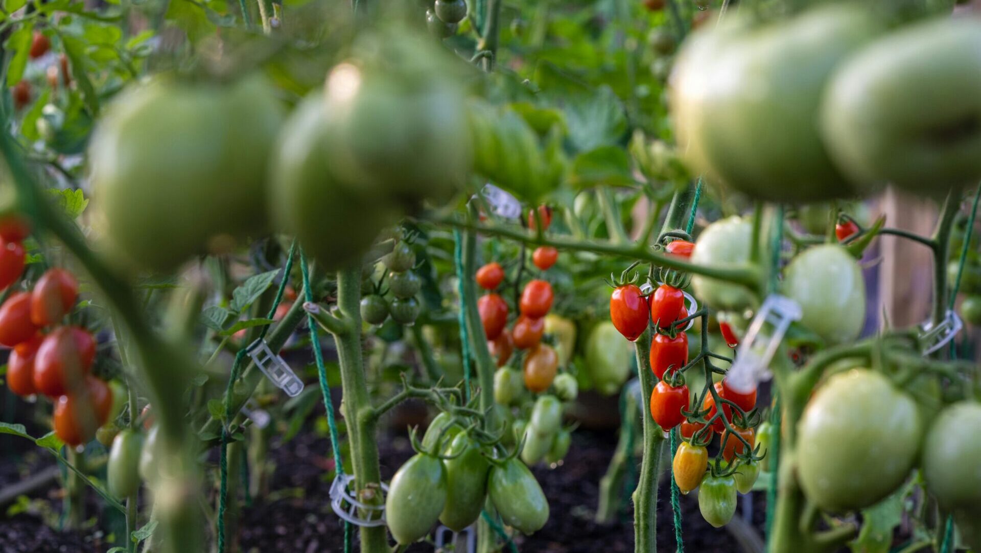 Cluster of tomatoes in different ripening stages, with green and red fruits hanging on the vine surrounded by fresh leaves.
