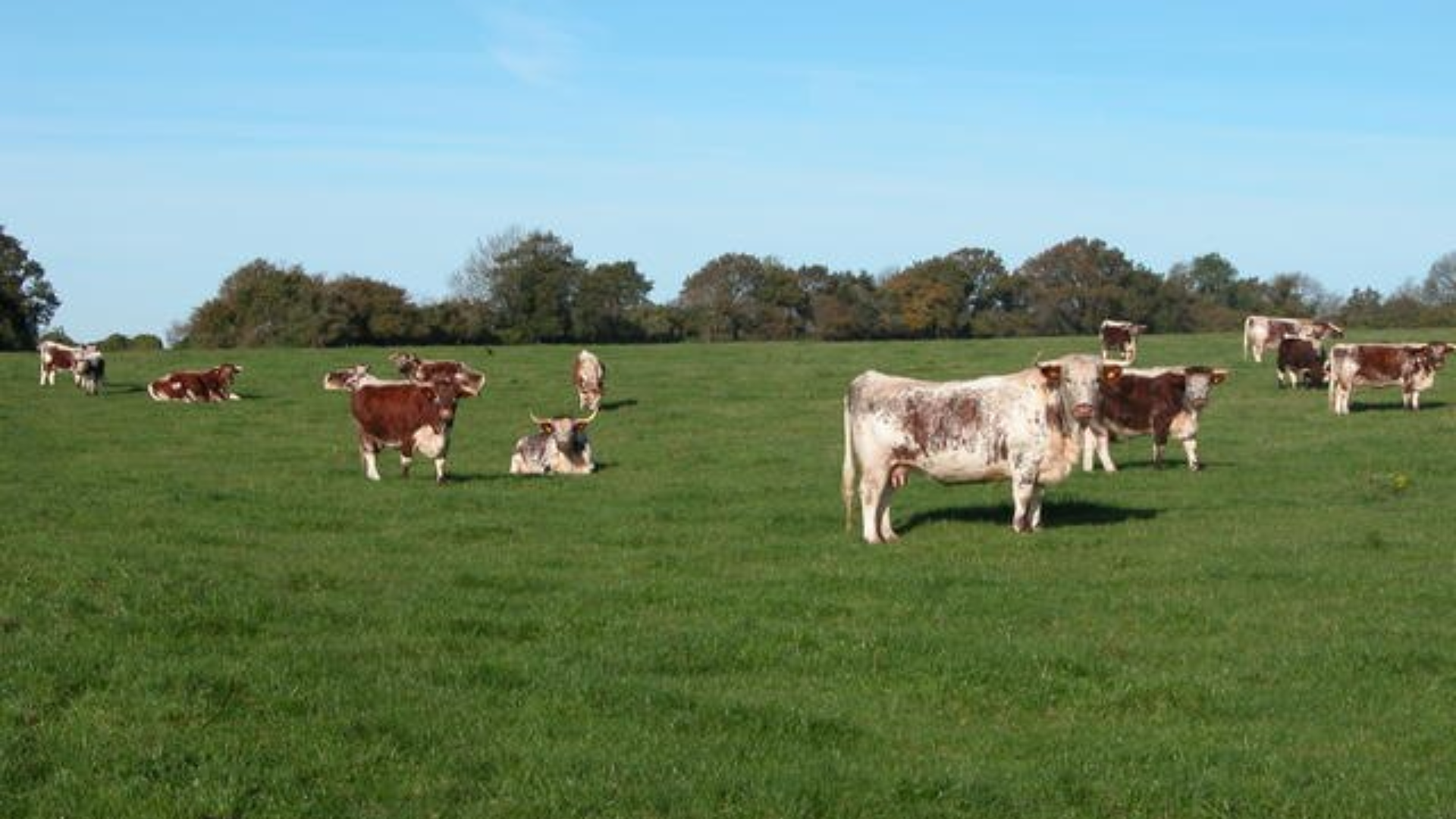 A herd of cows grazing in a green field under a blue sky.
