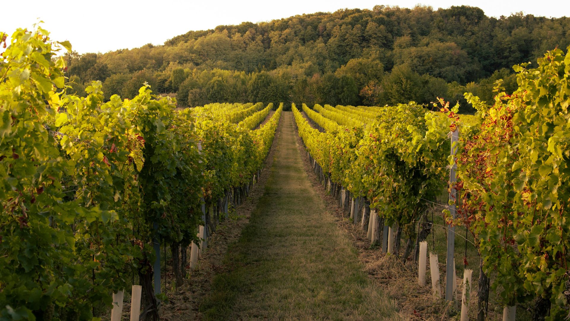 Wide vineyard landscape with long rows of grapevines stretching across rolling hills