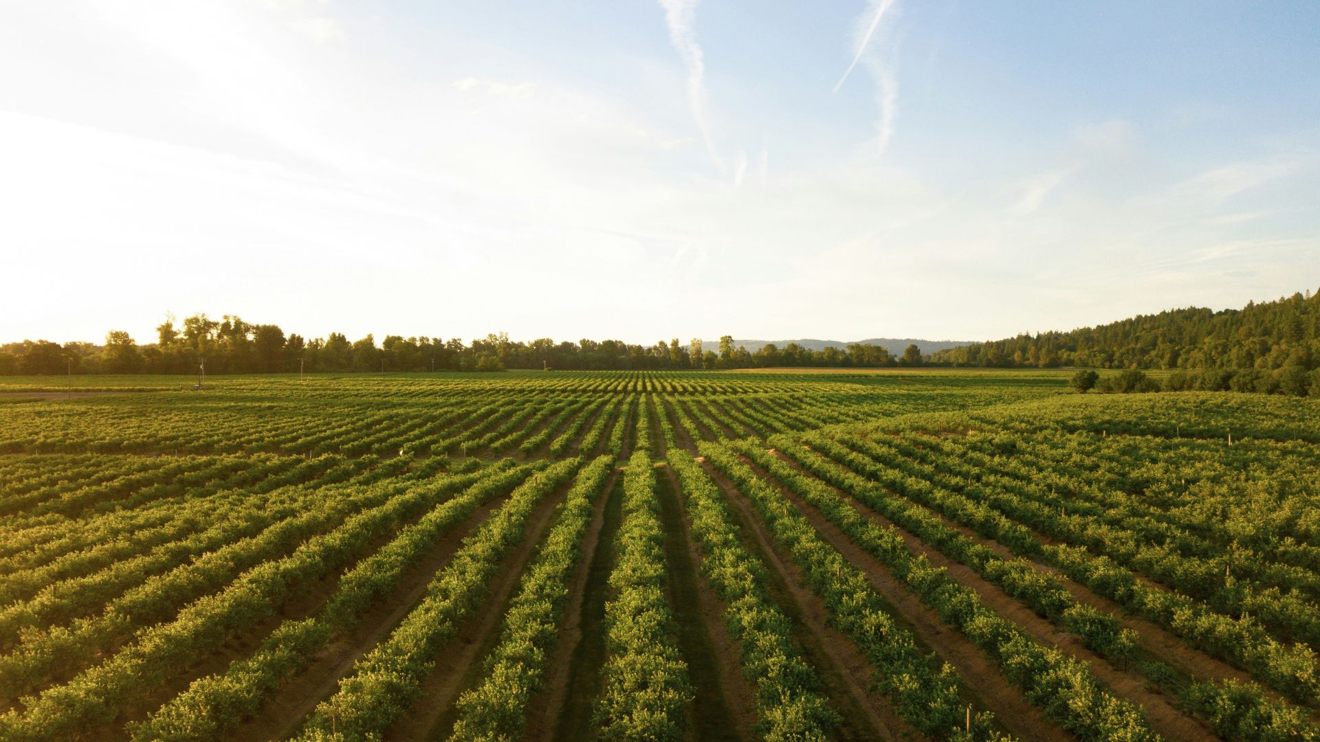 Expansive vineyard field under open sky representing winery operations