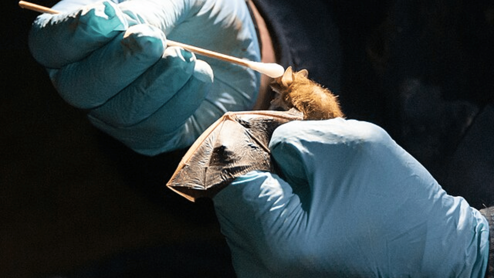 bat being swabbed