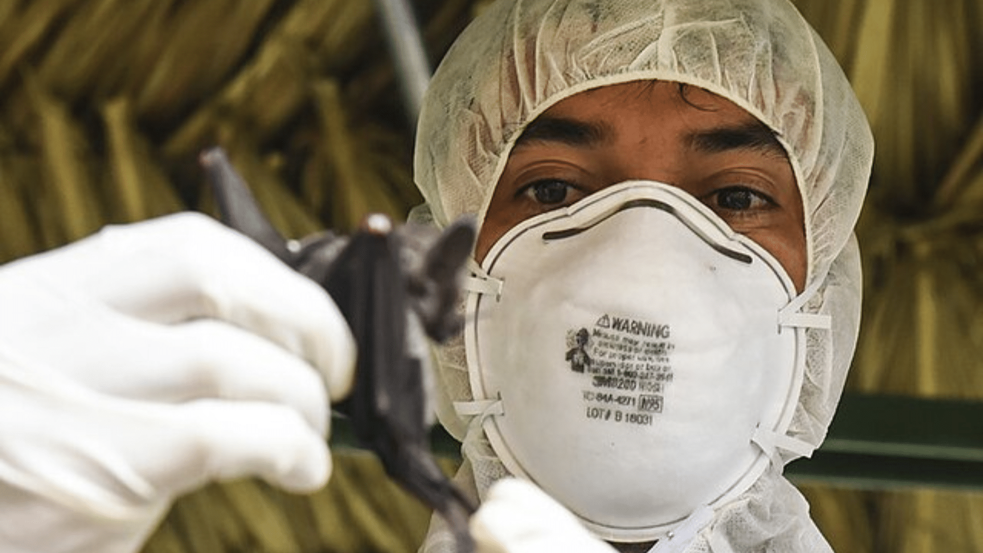 biologist holding a bat about to have for testing