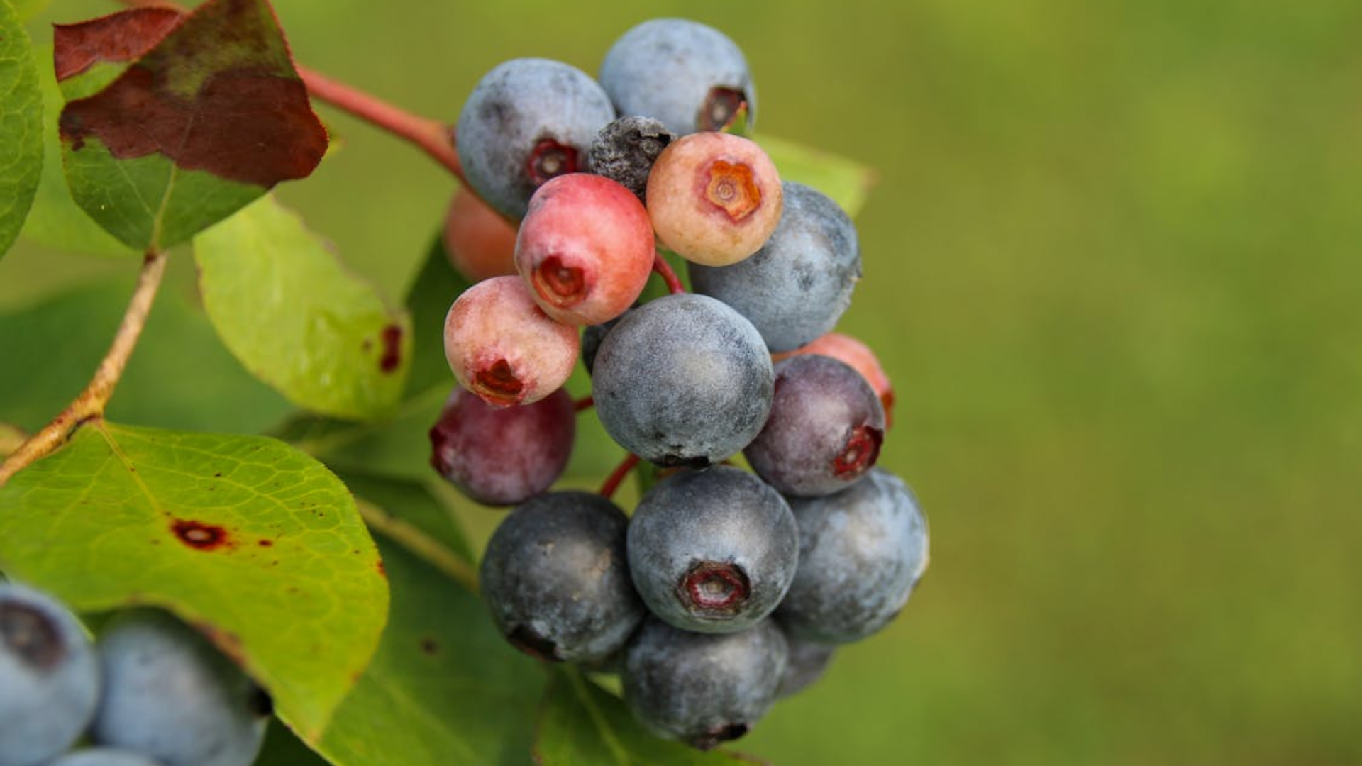 24 Years of Research Confirms the Health Benefits of This Berry, But ...