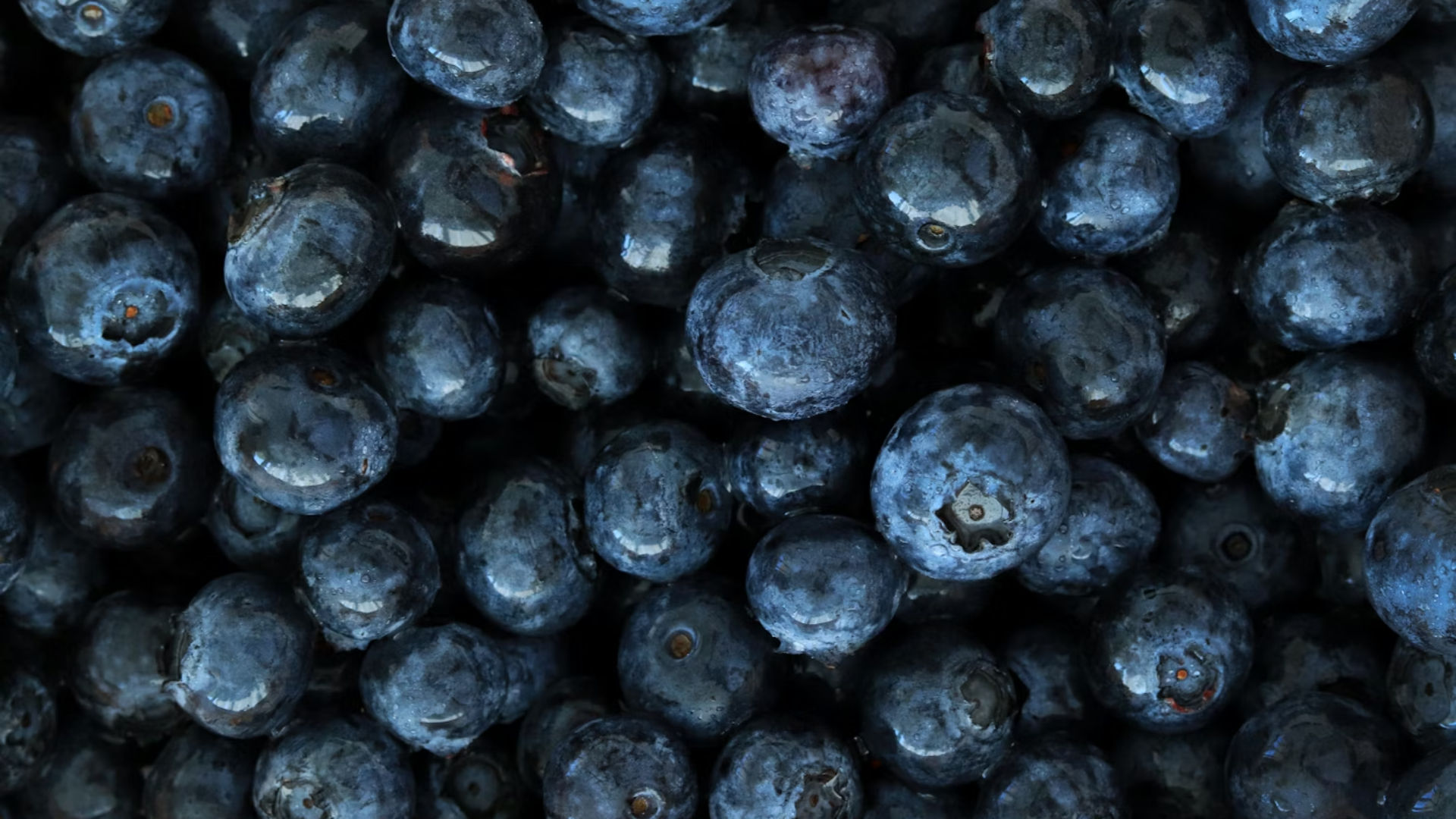 Close up of Fresh Bluberries.