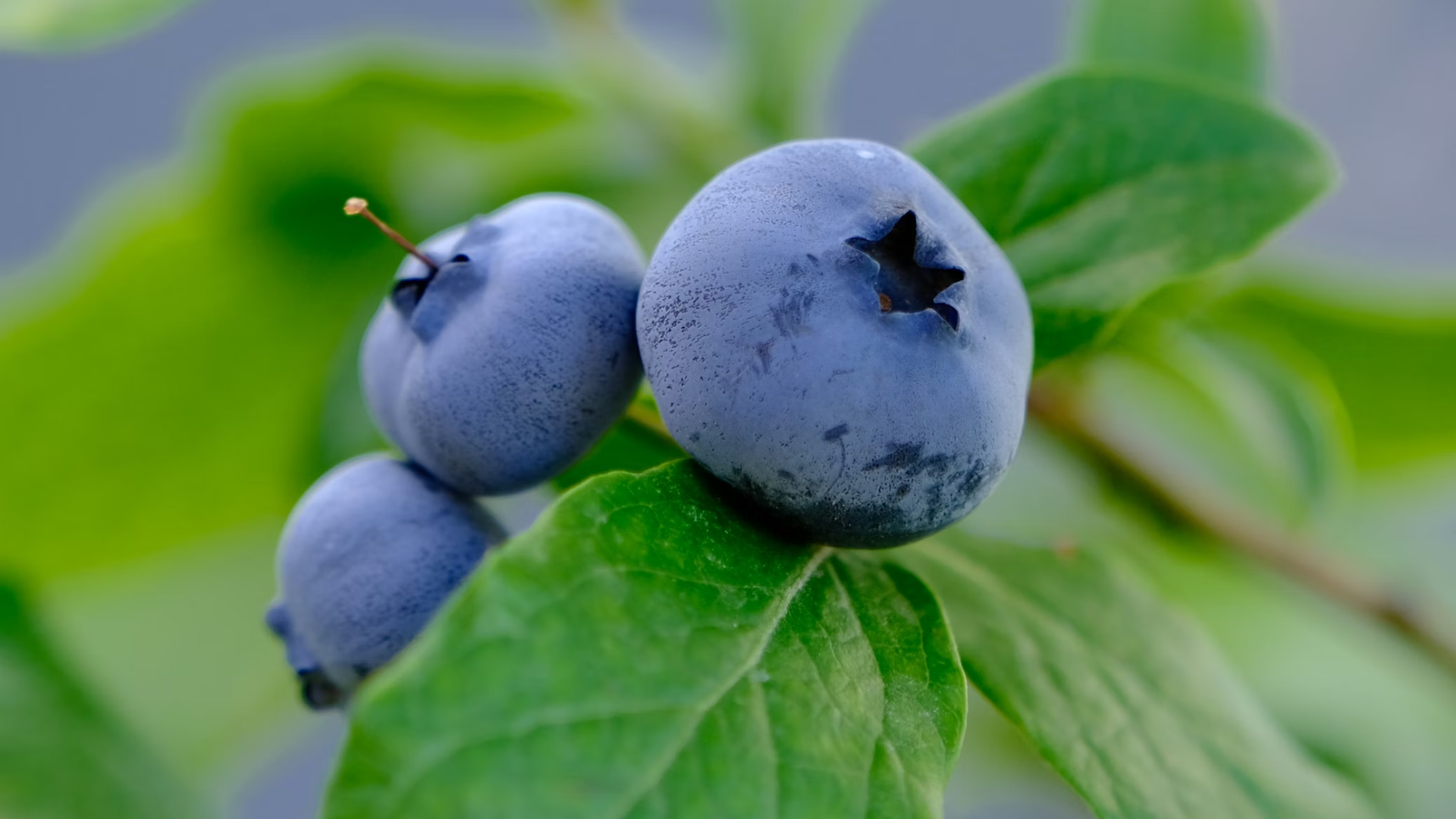Zoomed in Blueberries From its Bush