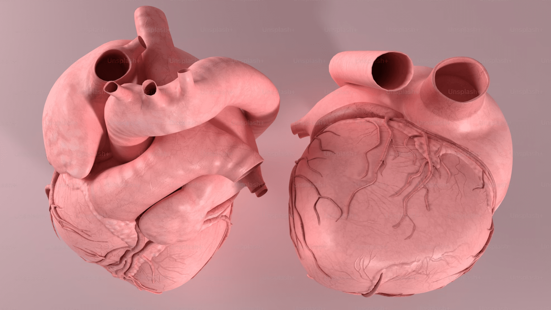 heart model