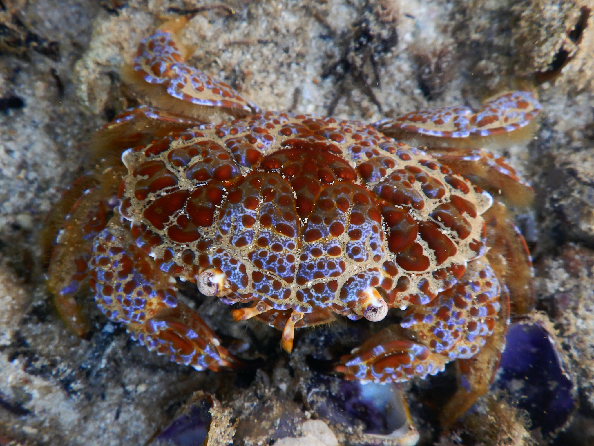 Close-up of a Devil Reef Crab (Zosimus aeneus) on a rocky seabed.