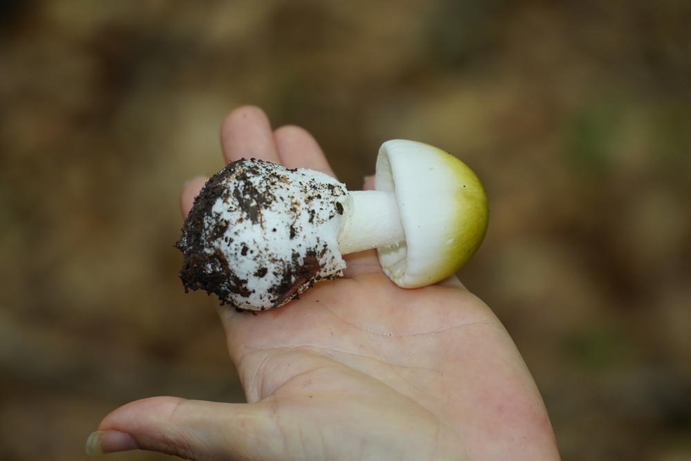 Amanita Phalloides or Deathcap mushroom, one of the most dangerous poisonous mushrooms