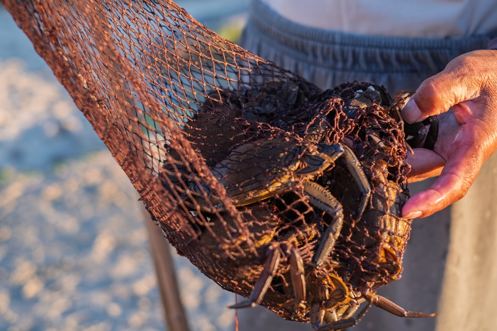 Closeup of caught crabs in a fisherman's net.