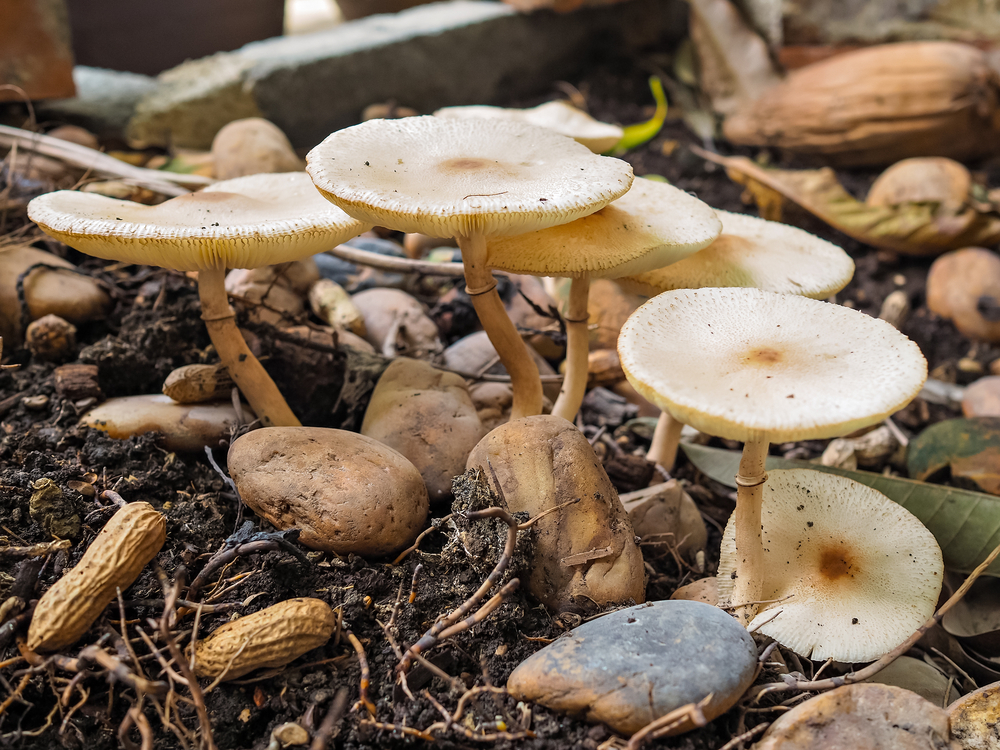 Poisonous death cap mushrooms