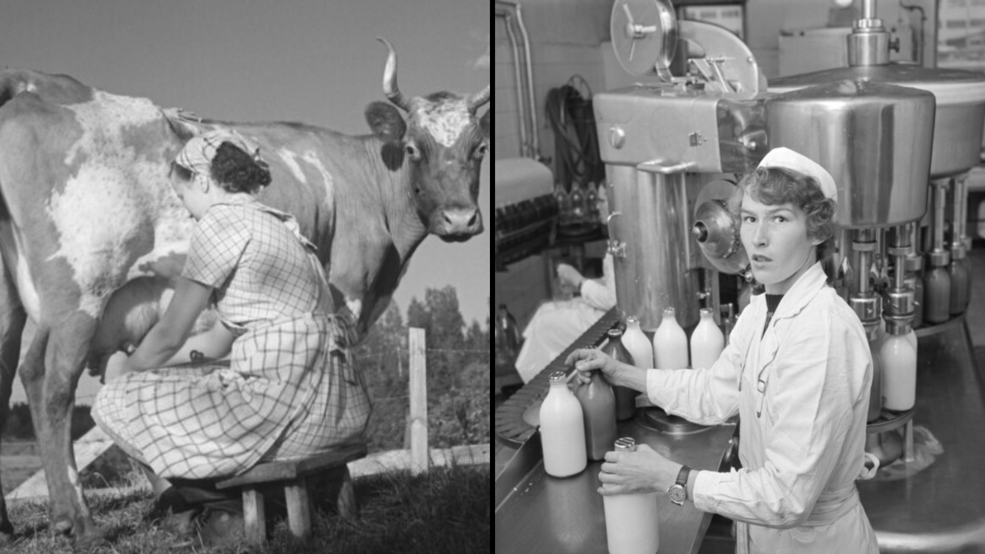 A black-and-white split image showing a woman manually milking a cow, and a woman operating a large industrial milk-bottling machine in a factory.