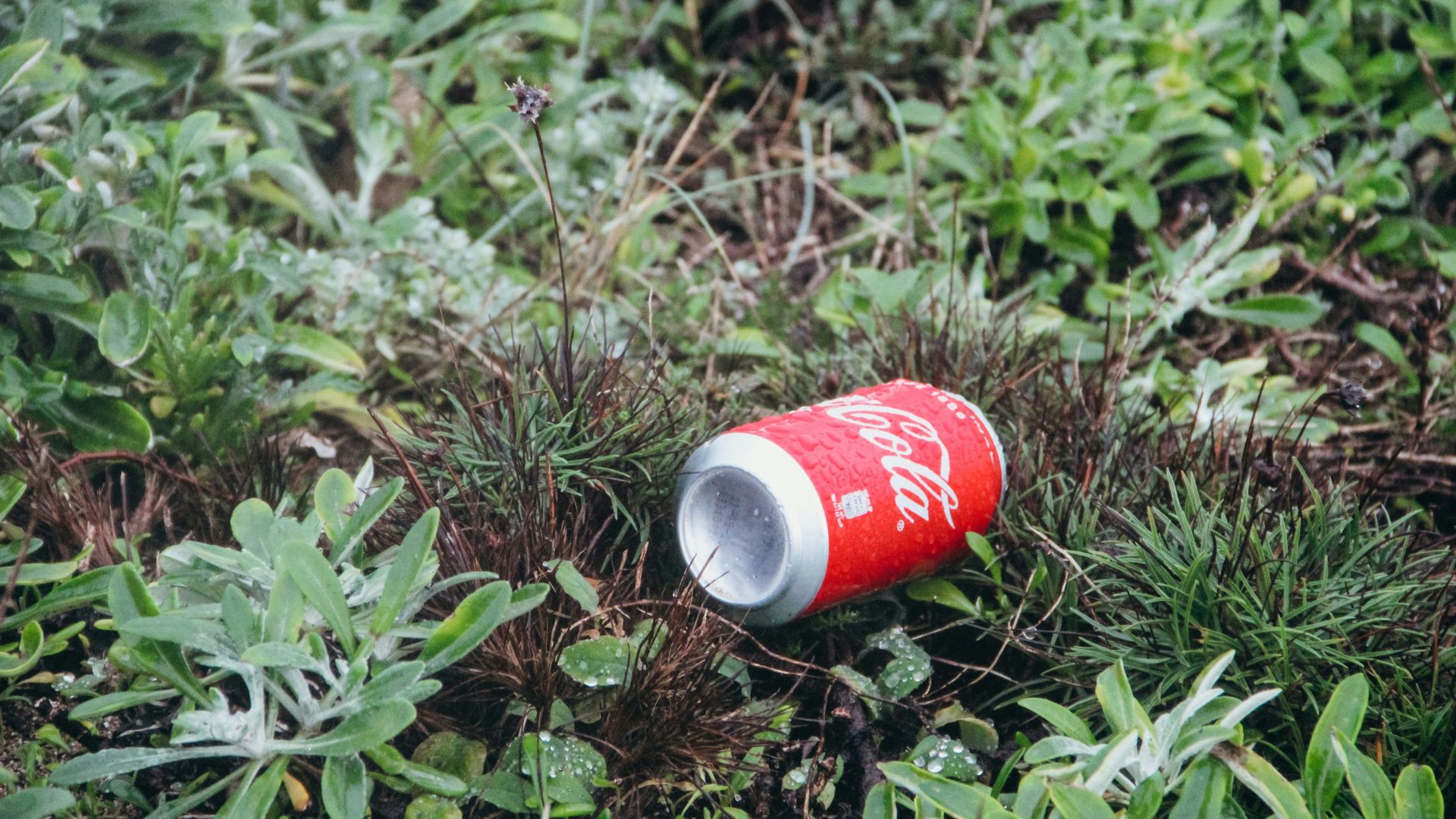 Empty red Coca-Cola can lying on grass and plants outdoors.