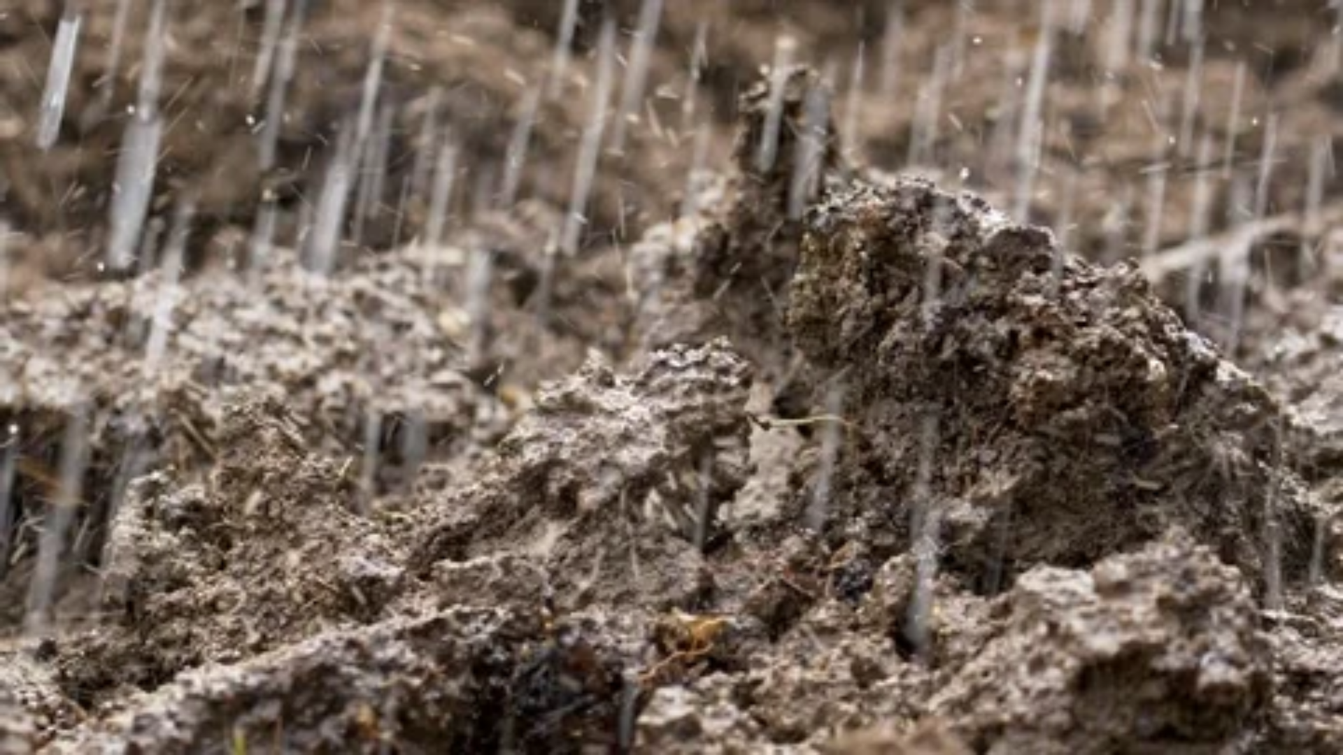 A close-up view of heavy rain falling onto dark, clumpy soil, illustrating the process of water infiltration into the ground.