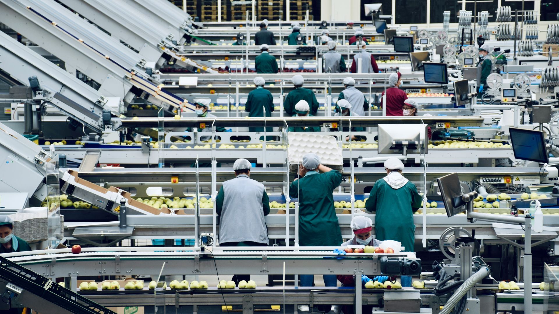 Factory workers sorting food products on conveyor belts in a large processing facility.