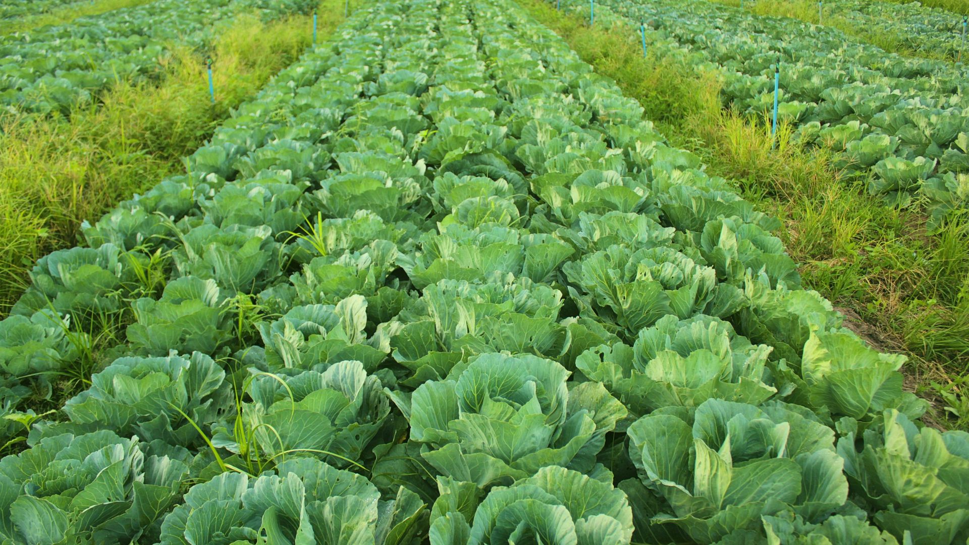 Rows of green lettuce growing in a cultivated agricultural field.