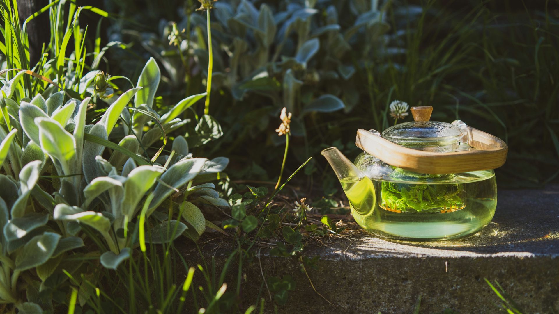 Glass teapot filled with green tea placed outdoors among garden plants.