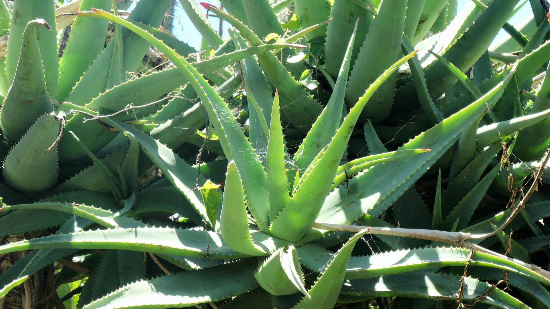 Close-up of aloe vera plant with thick green leaves growing outdoors.