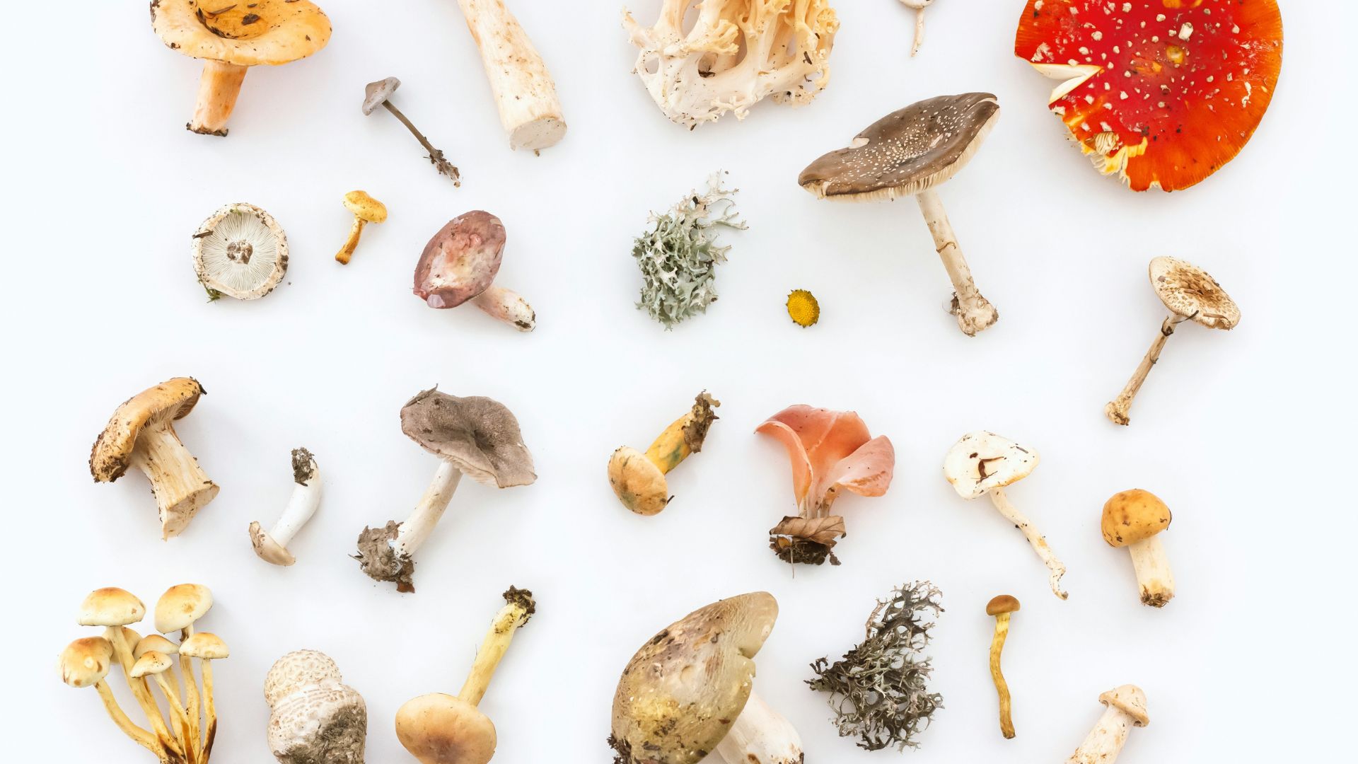 Various wild mushrooms of different shapes and colors arranged on a white background.