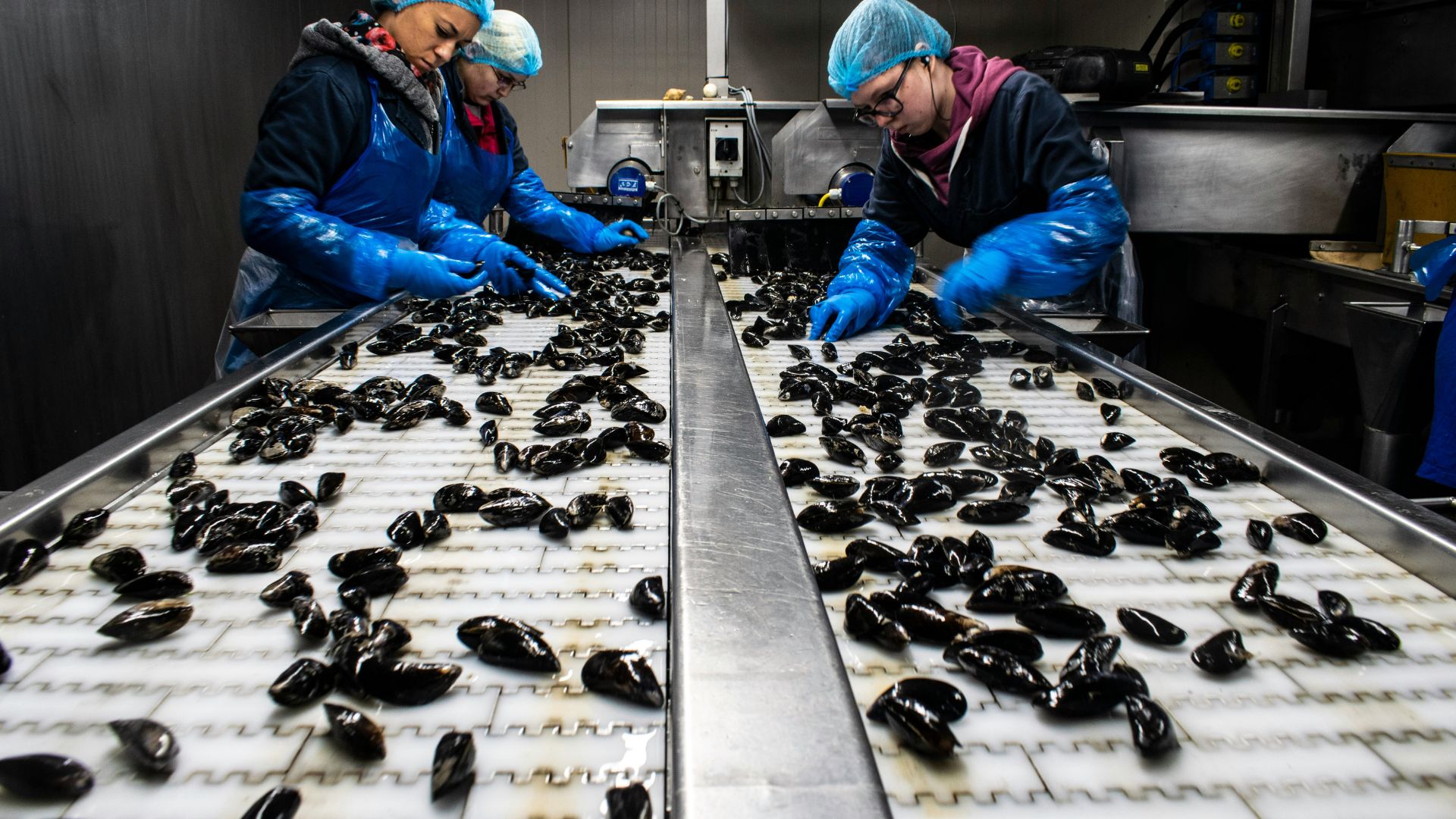Workers in protective gear sorting mussels on a conveyor belt in a seafood processing facility.