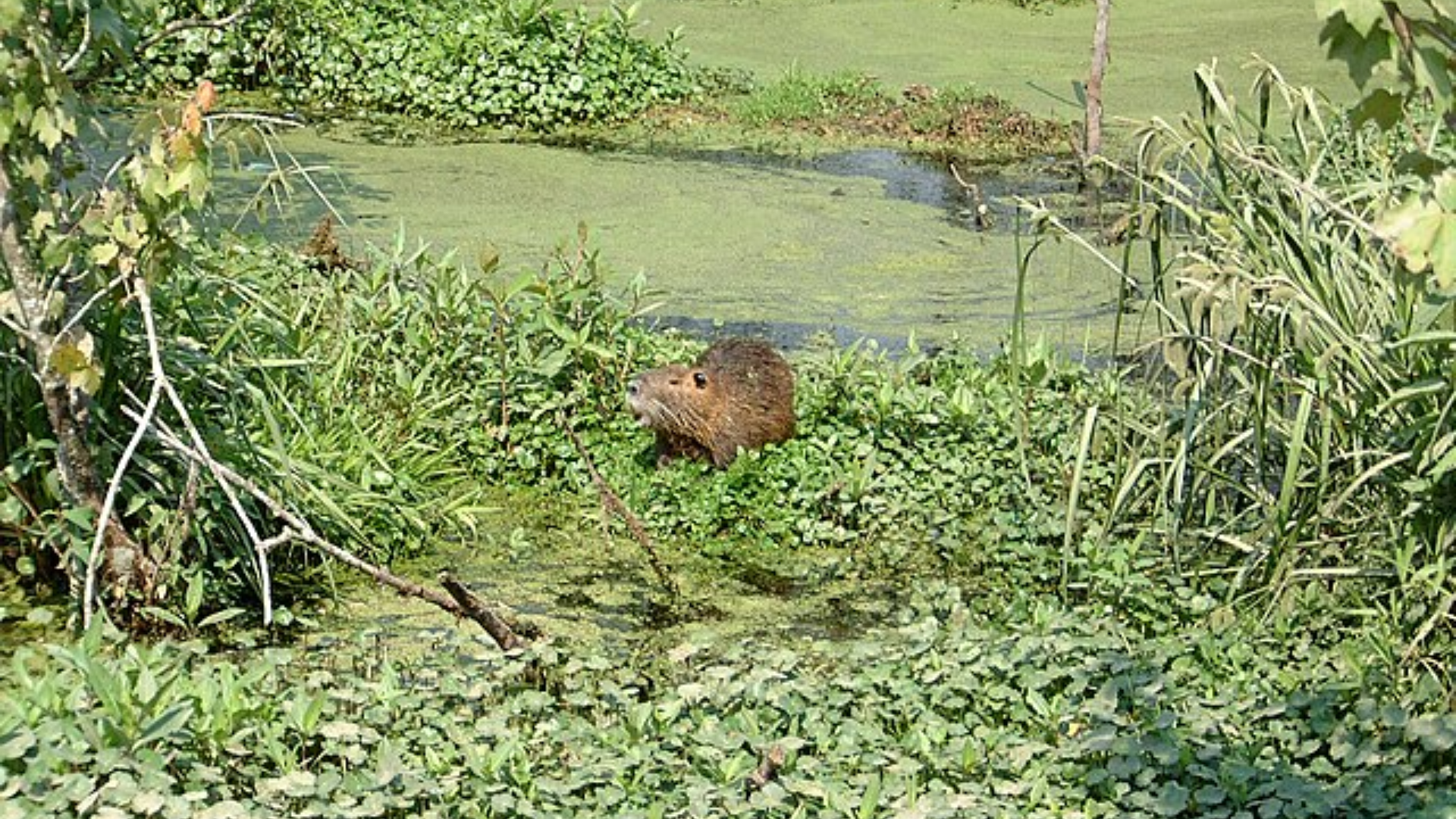 A nutria sits on a patch of green aquatic vegetation in a swampy wetland area.
