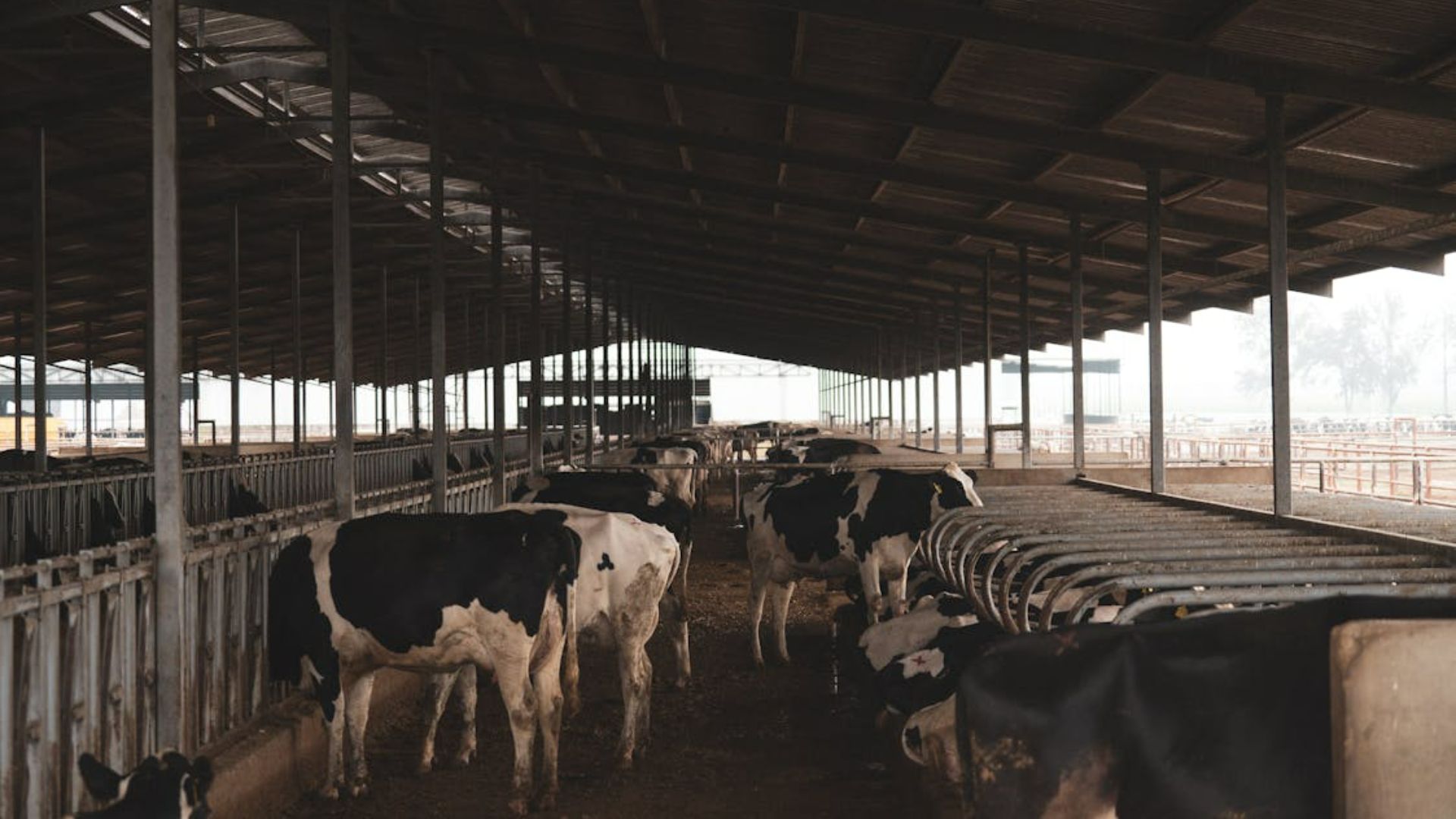 Cows in a large barn stand in feeding stalls, under a high, shadowy roof.