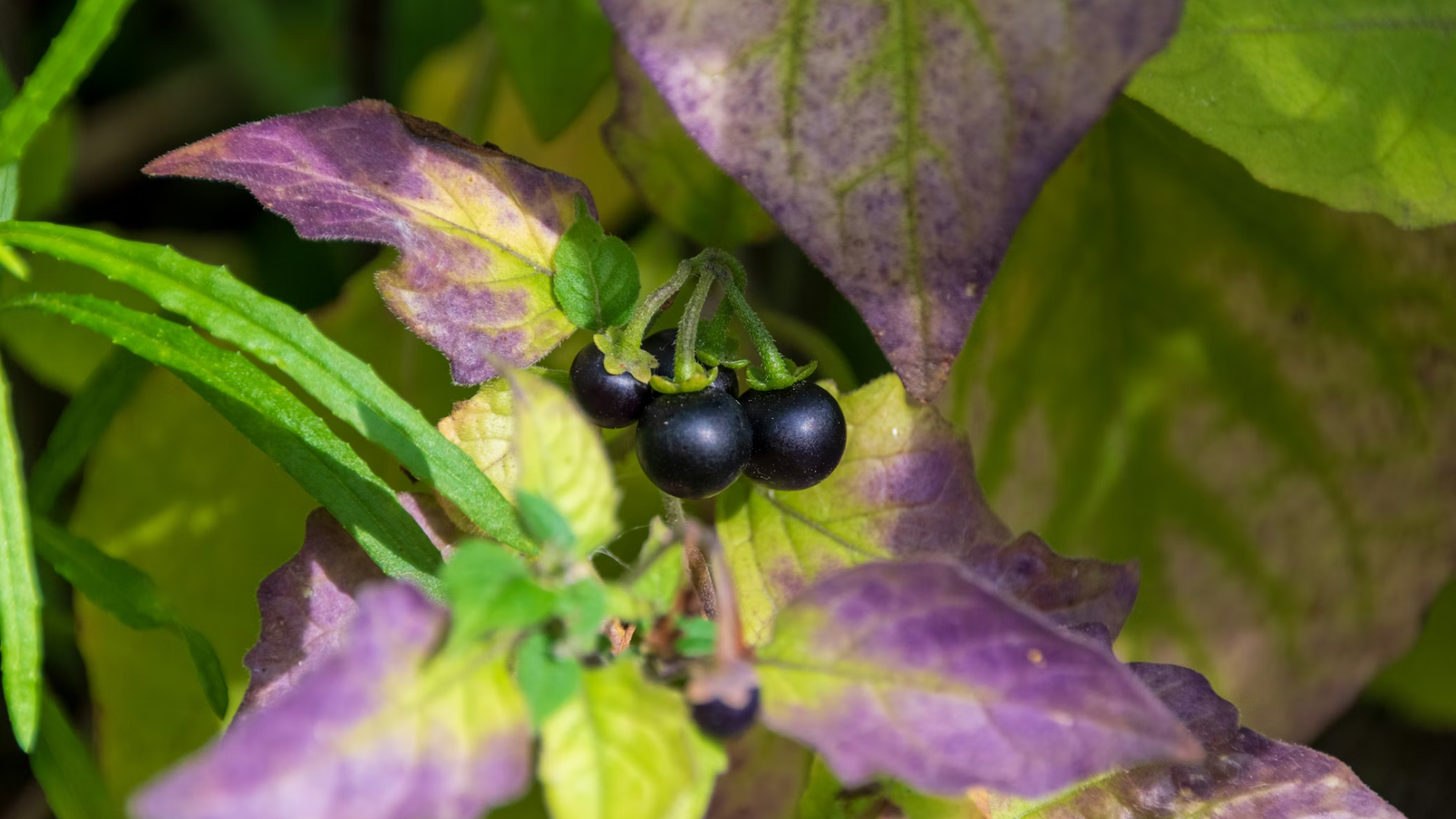 A cluster of ripe, dark purple-black nightshade berries nestled among green and purple-tinted leaves.