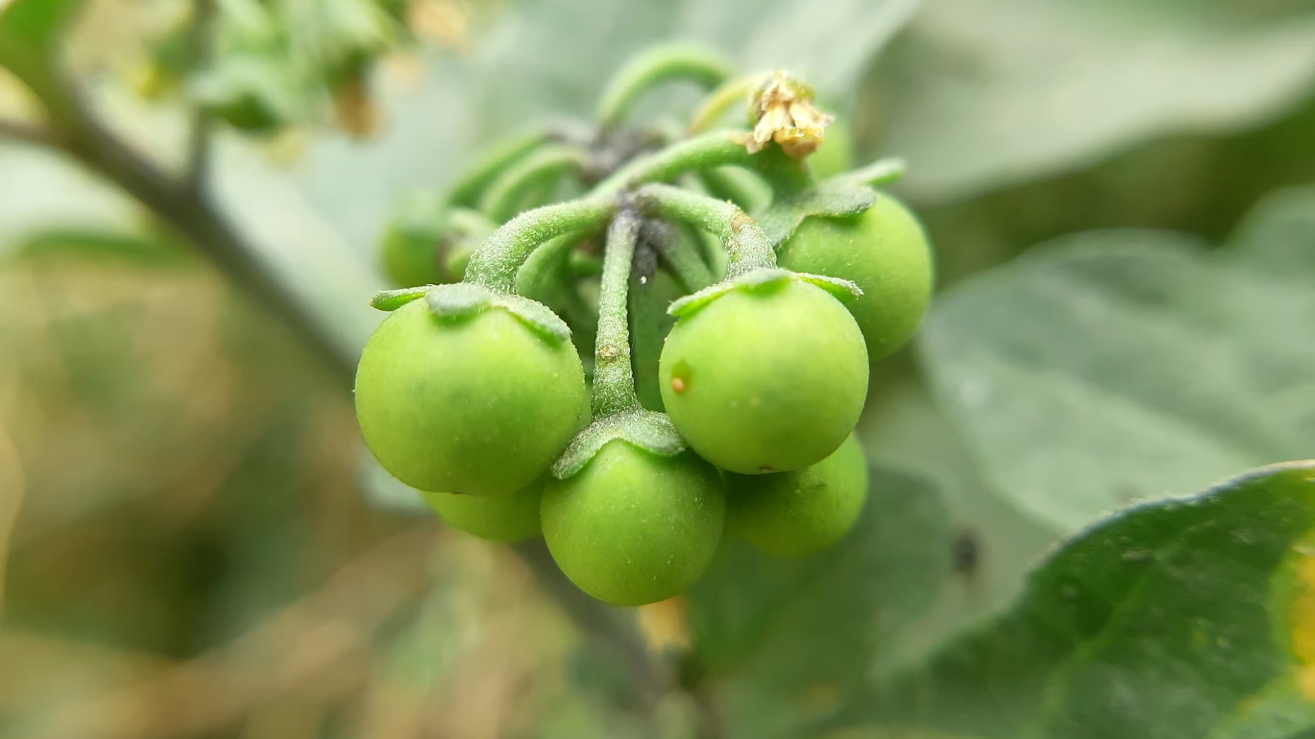 Macro view of a cluster of small, unripe green nightshade berries on a stem.