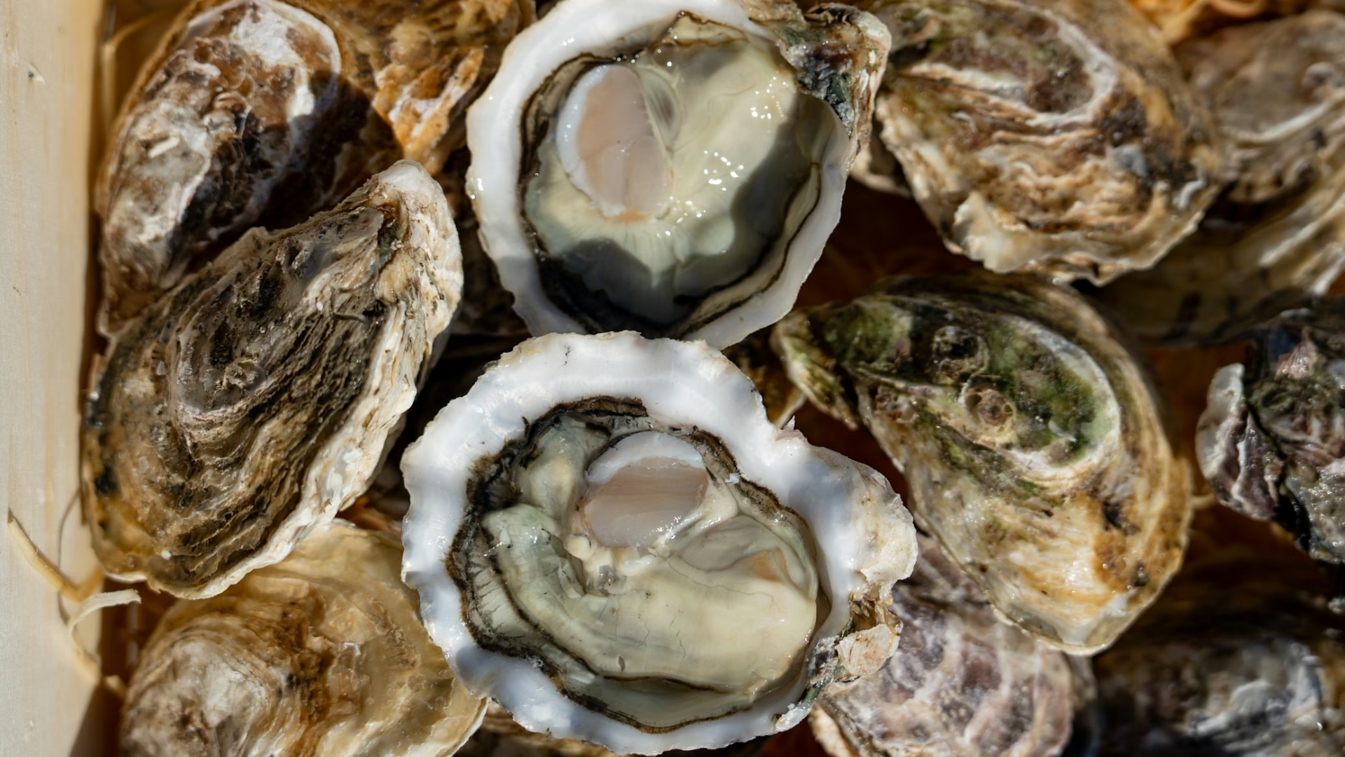 Overhead view of several fresh, open oysters in a wooden crate.