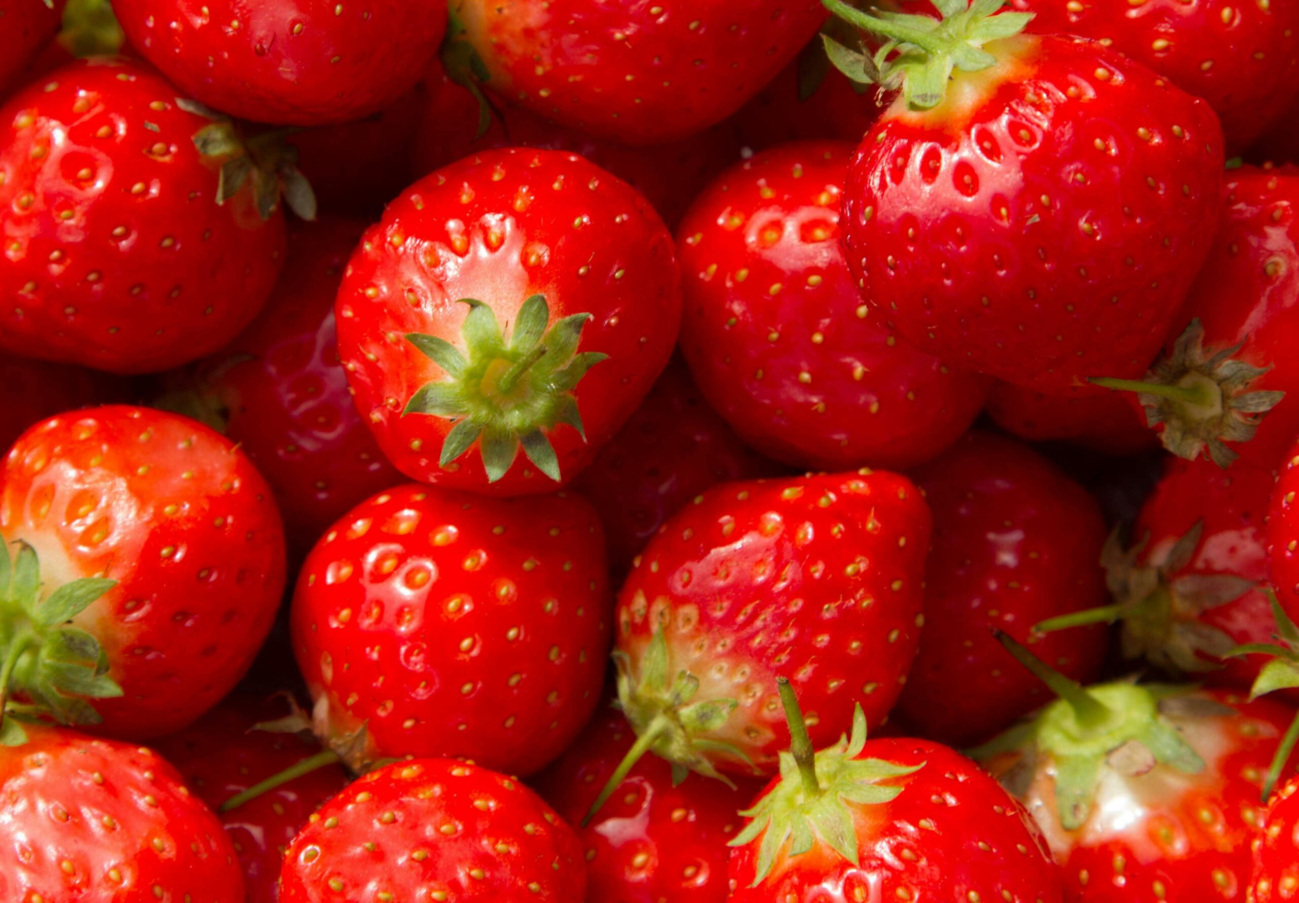 Close-up of fresh red strawberries with green stems.