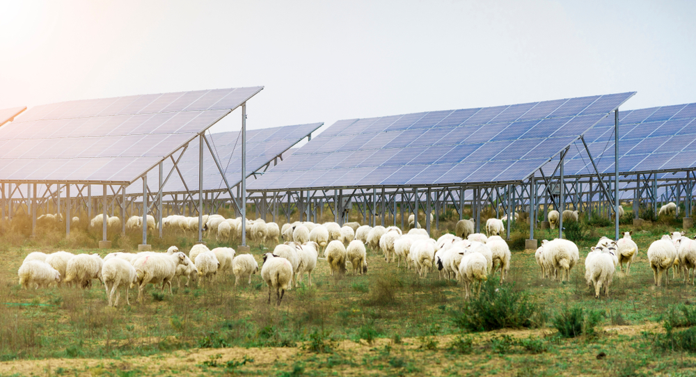 White sheep grazing beneath rows of elevated solar panels at a solar farm.