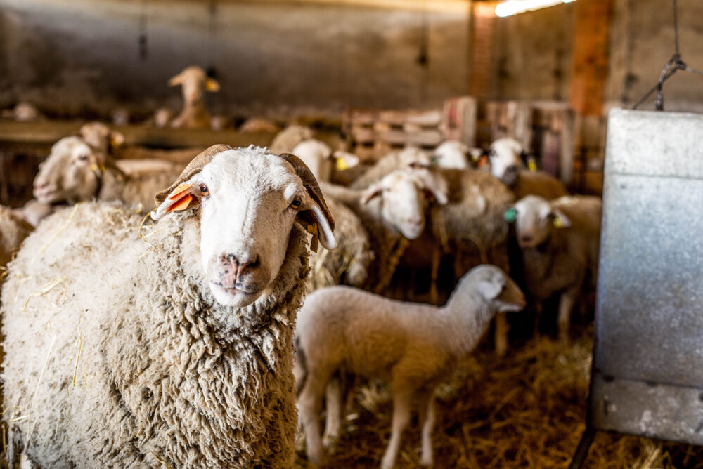 Sheep standing inside a barn with a flock gathered on straw-covered floor.