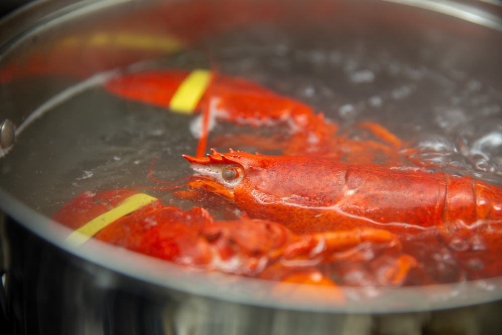 Lobster boiling in a large pot of water with rubber bands on their claws.