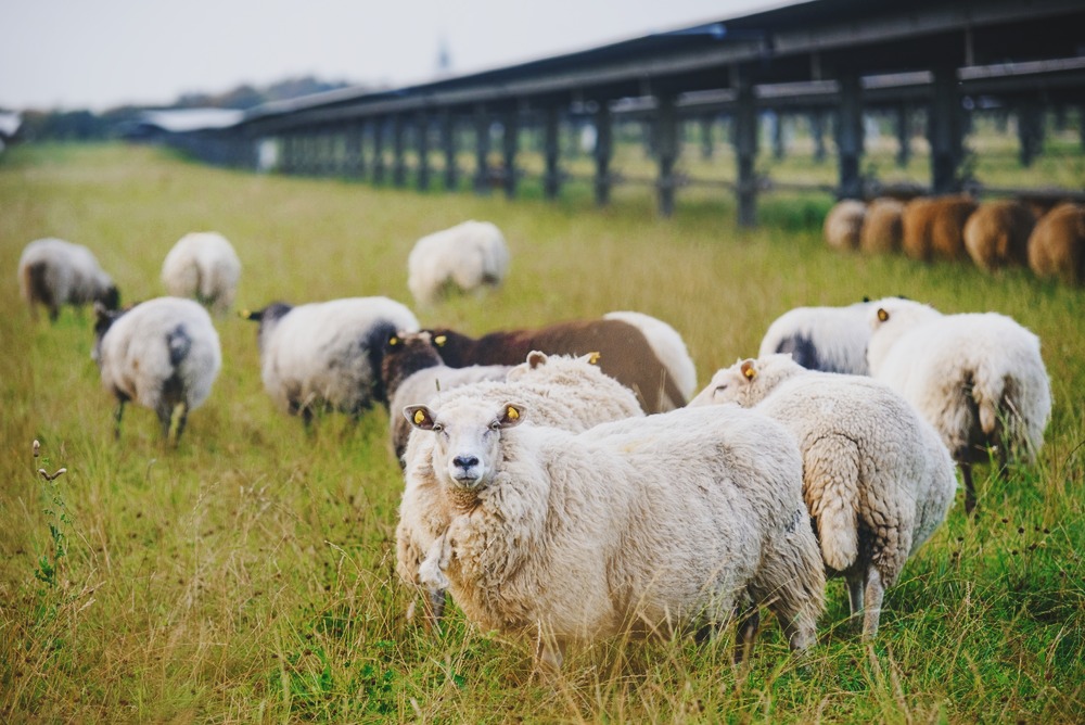 Sheep grazing in a grassy field beneath rows of raised solar panels at a solar farm.