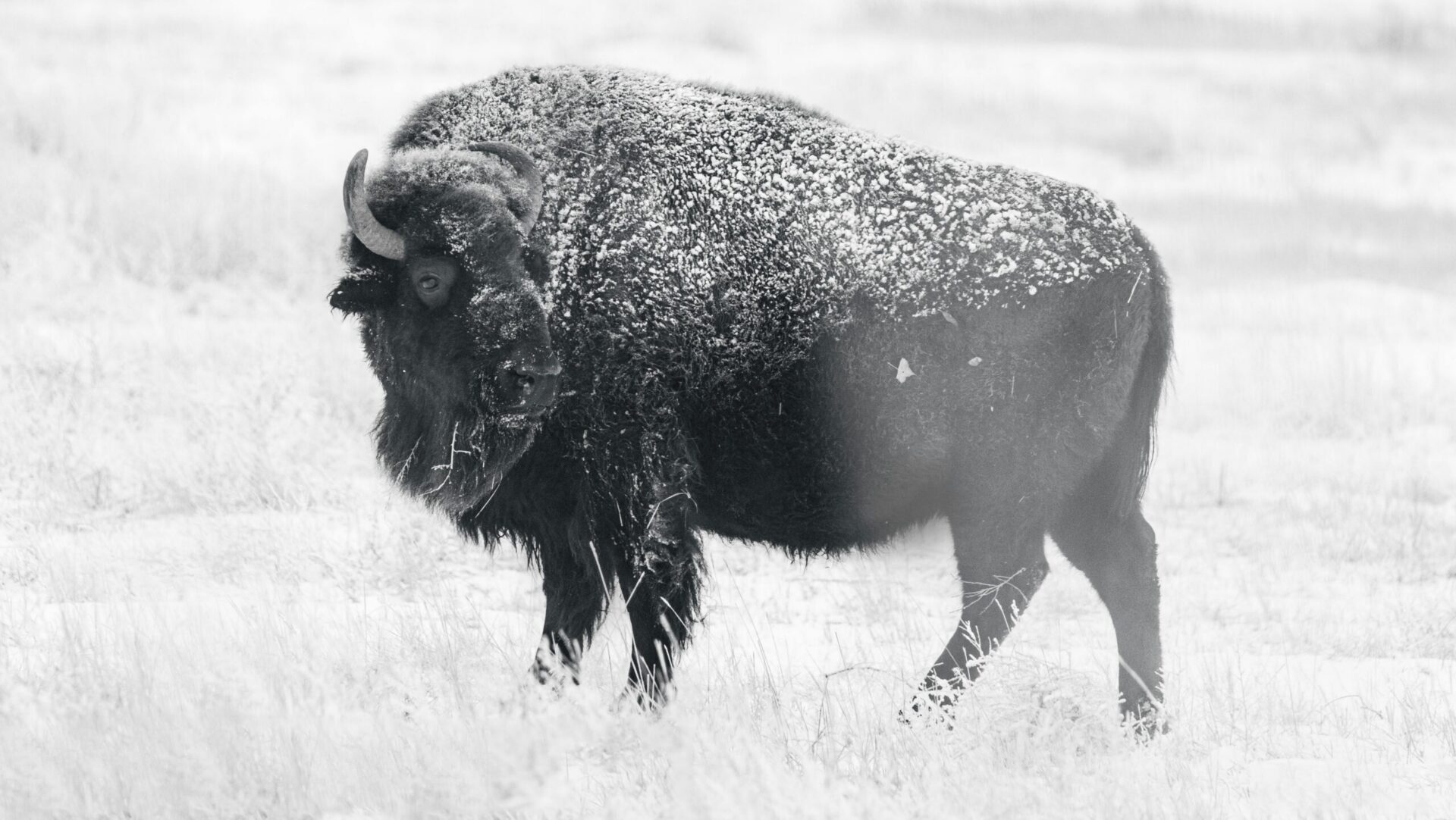American bison standing alone in a snowy field during winter.