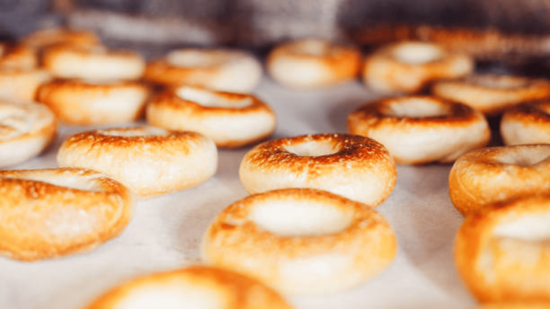 A close-up shot of several dozen freshly baked plain bagels cooling on parchment paper in a commercial bakery setting.