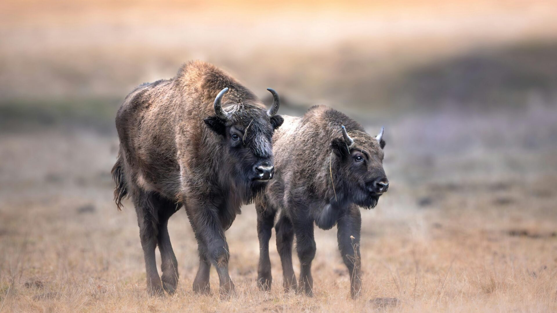 Two bison standing together on open grassland.