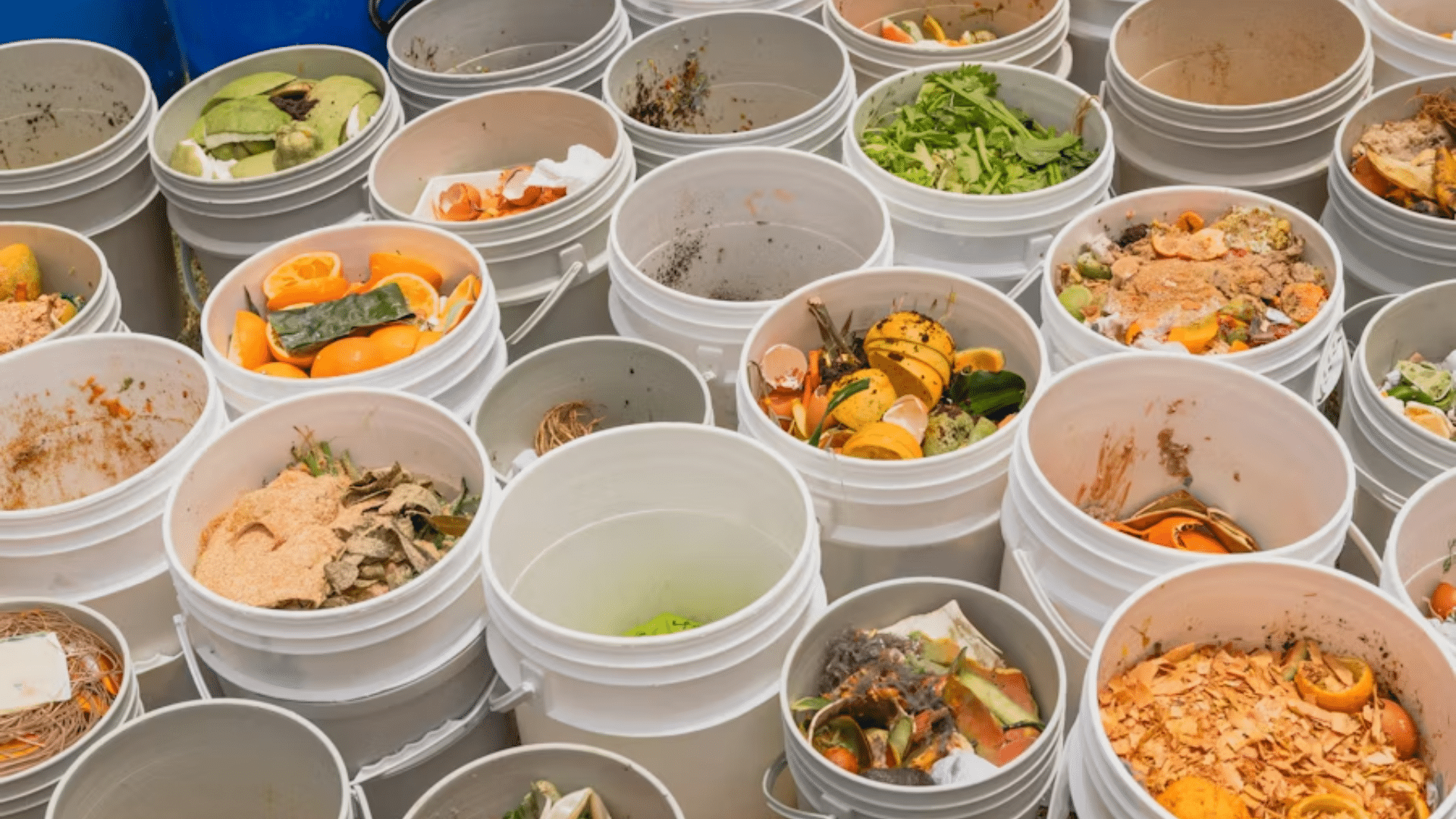 A top-down shot of dozens of white plastic buckets filled with various food scraps, including orange peels, eggshells, and leafy greens, ready for composting or disposal.