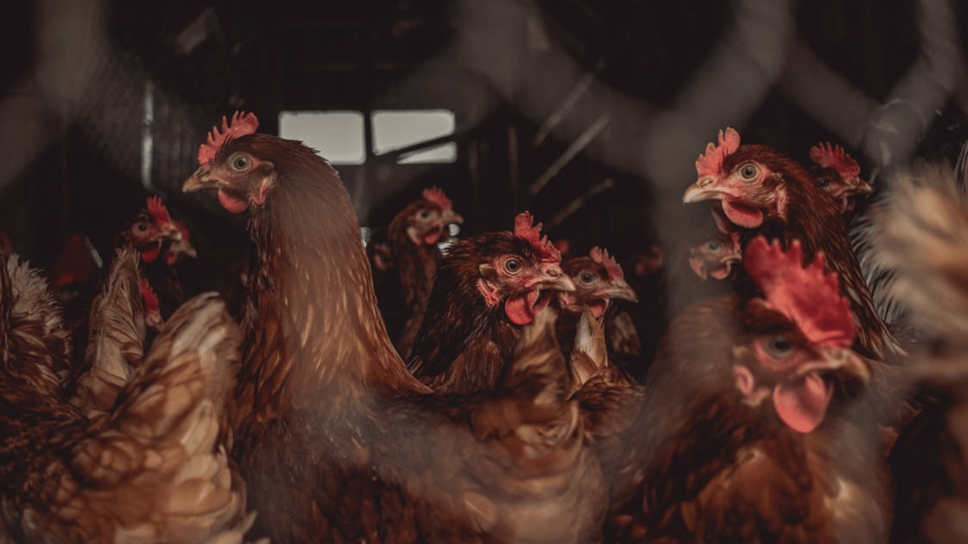 A close-up, low-angle shot of several brown hens huddled together inside a dimly lit poultry barn.